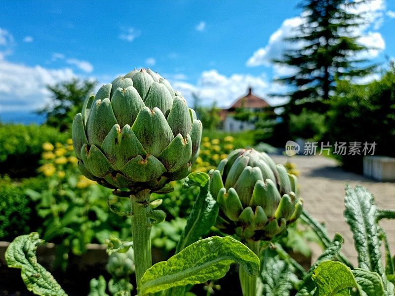 Artischocke （Cynara cardunculus）